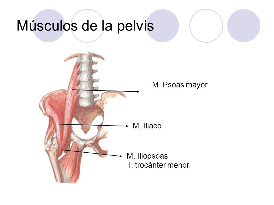 Músculos de la pelvis M. Psoas mayor M. Iliaco M. Iliopsoas