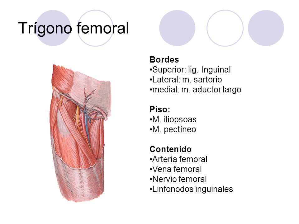 Trígono femoral Bordes Superior: lig. Inguinal Lateral: m. sartorio