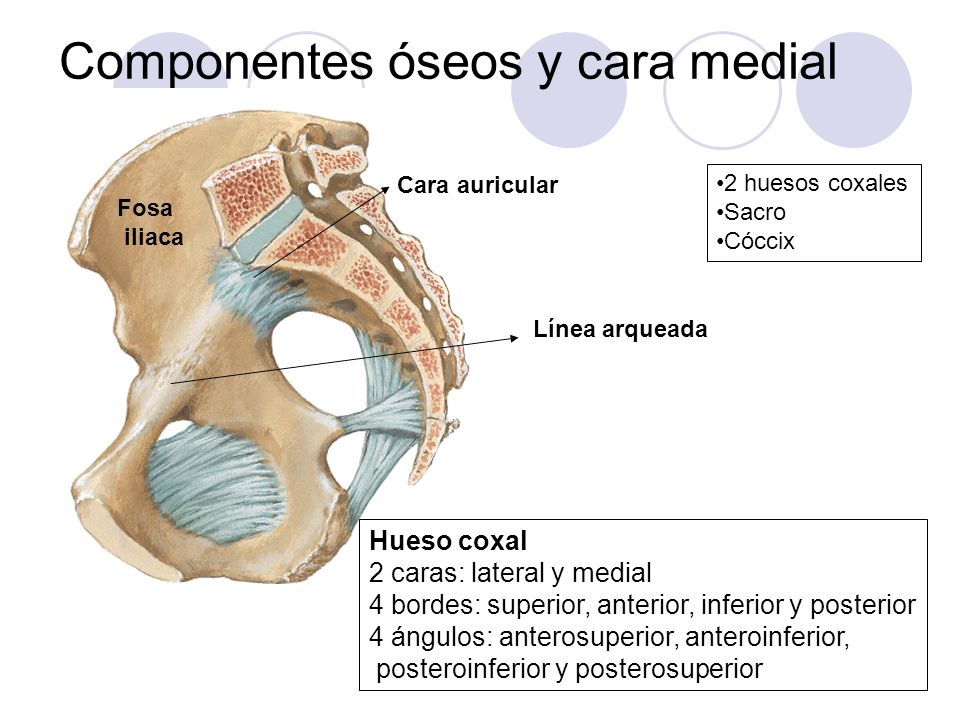 Componentes óseos y cara medial