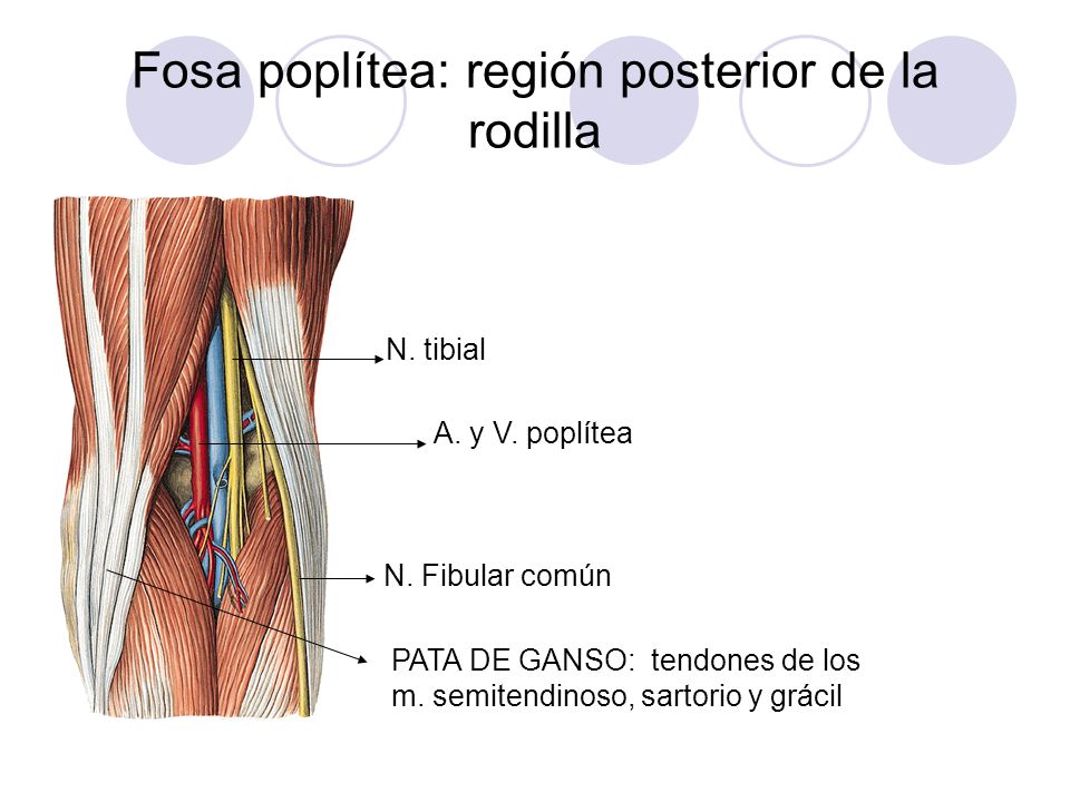 Fosa poplítea: región posterior de la rodilla