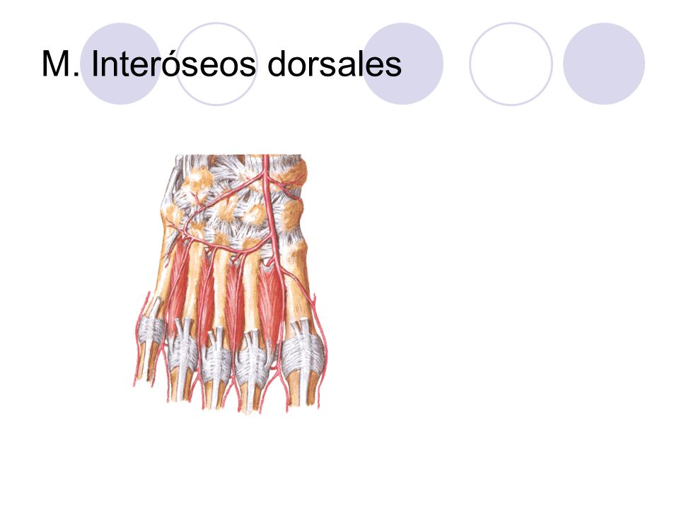 M. Interóseos dorsales
