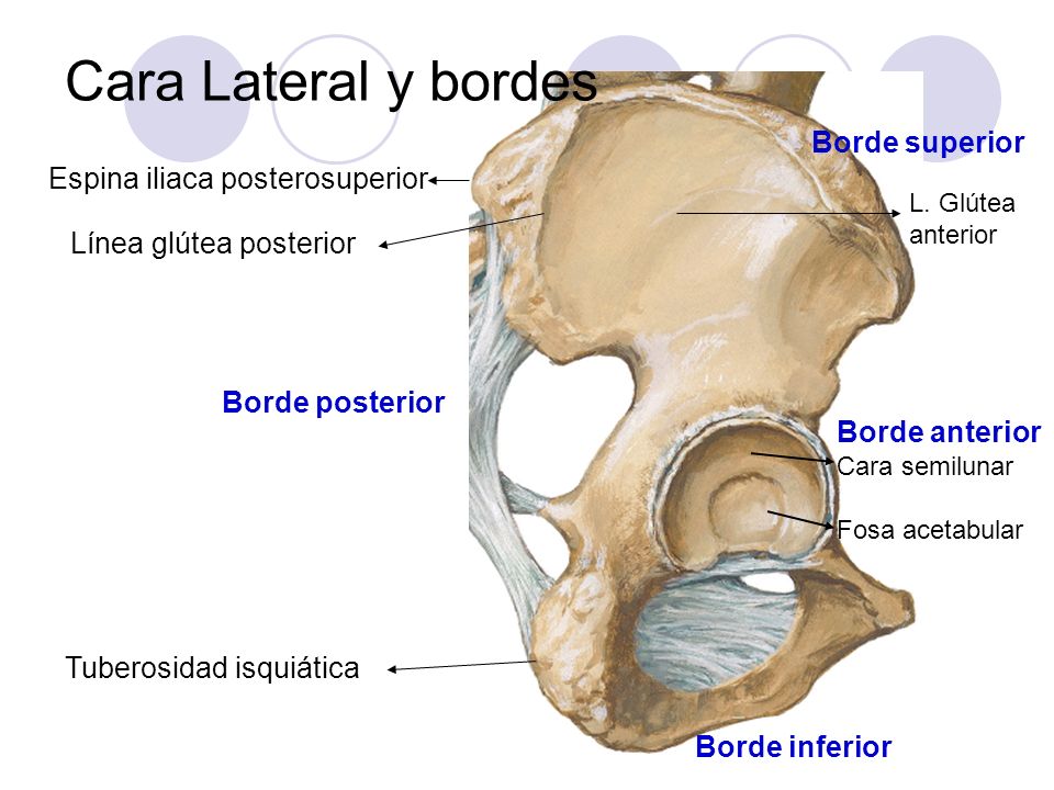 Cara Lateral y bordes Borde superior Espina iliaca posterosuperior