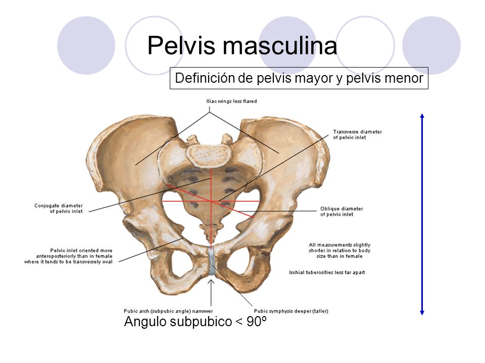 Pelvis masculina Definición de pelvis mayor y pelvis menor