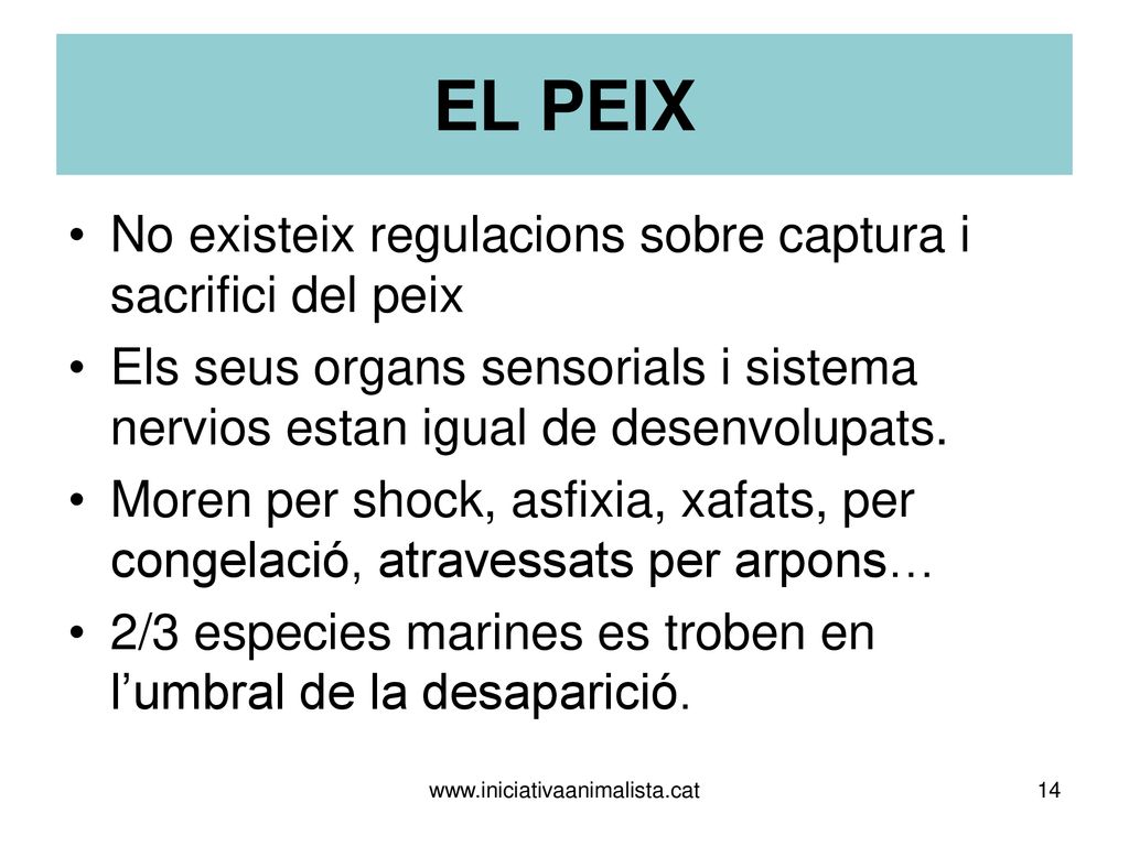 EL PEIX No existeix regulacions sobre captura i sacrifici del peix