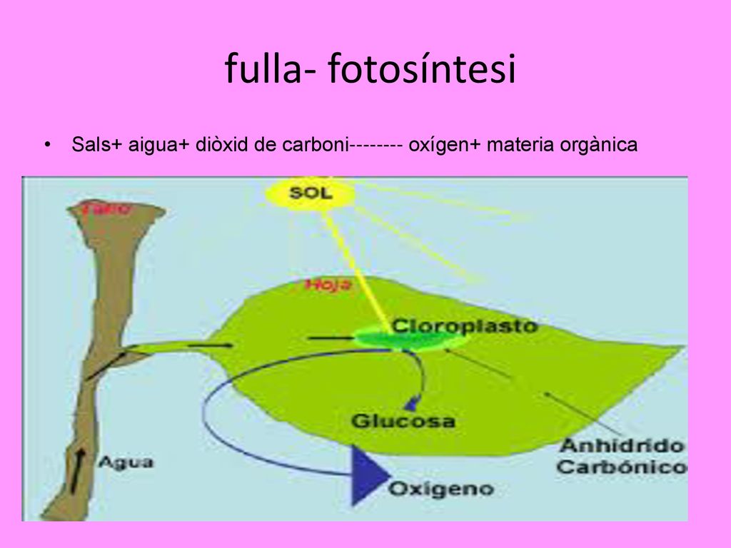 fulla- fotosíntesi Sals+ aigua+ diòxid de carboni oxígen+ materia orgànica