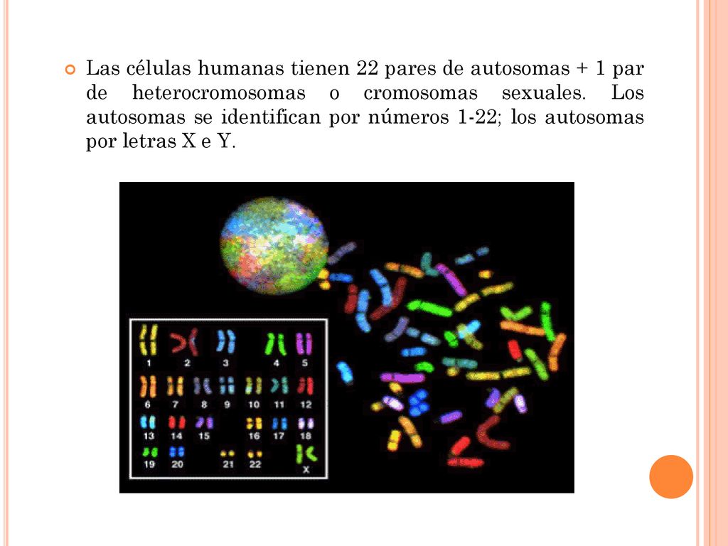 Las células humanas tienen 22 pares de autosomas + 1 par de heterocromosomas o cromosomas sexuales.