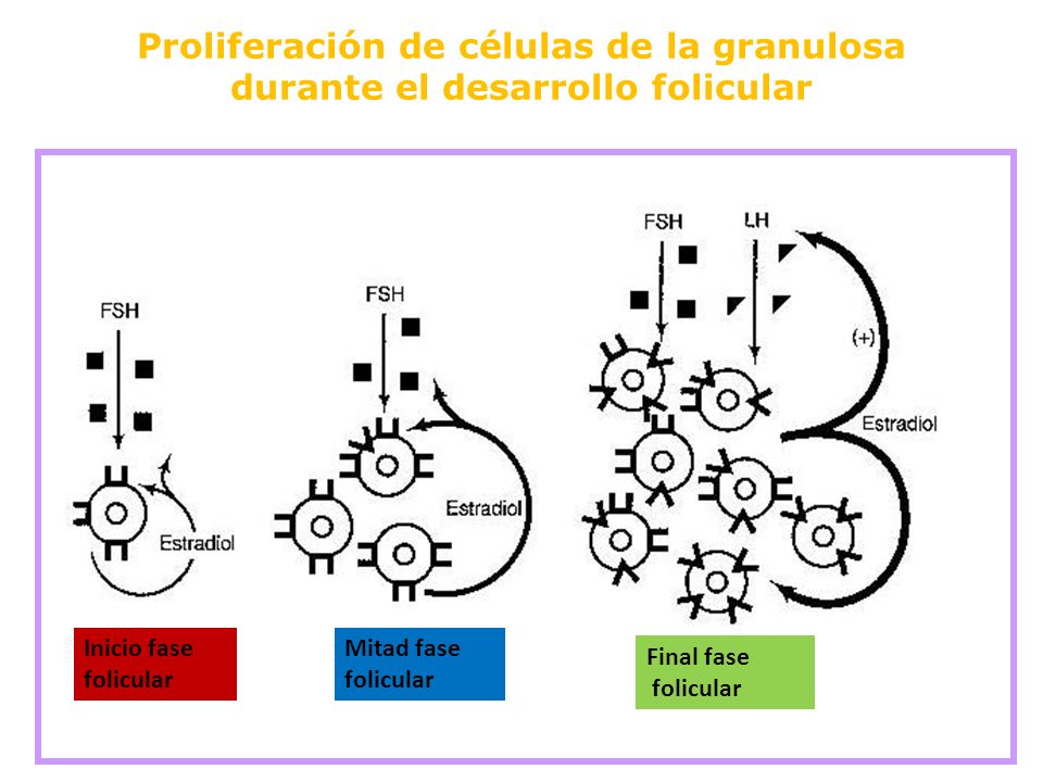 Proliferación de células de la granulosa durante el desarrollo folicular