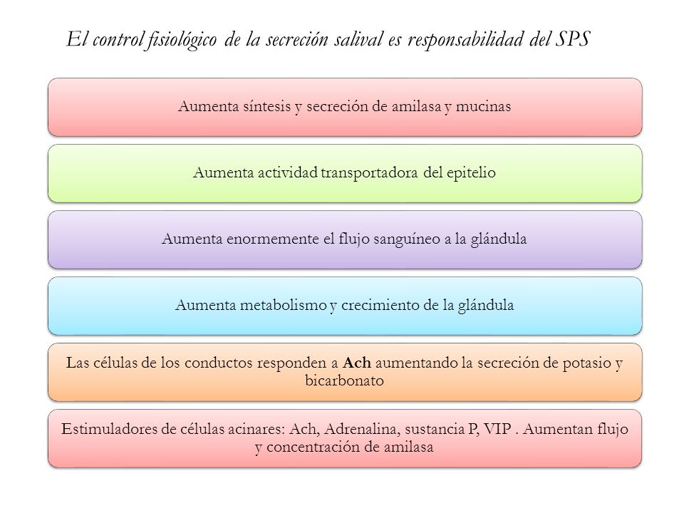 El control fisiológico de la secreción salival es responsabilidad del SPS