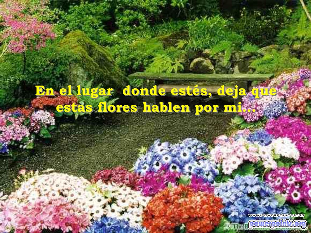 En el lugar donde estés, deja que estas flores hablen por mi...