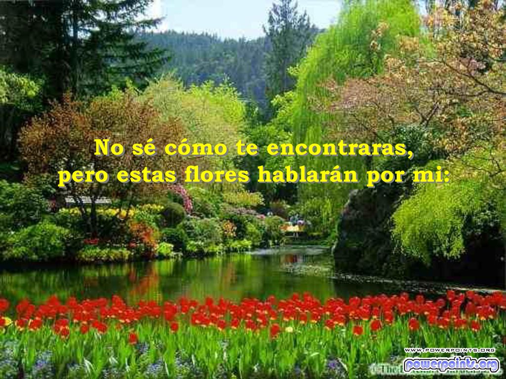 No sé cómo te encontraras, pero estas flores hablarán por mi: