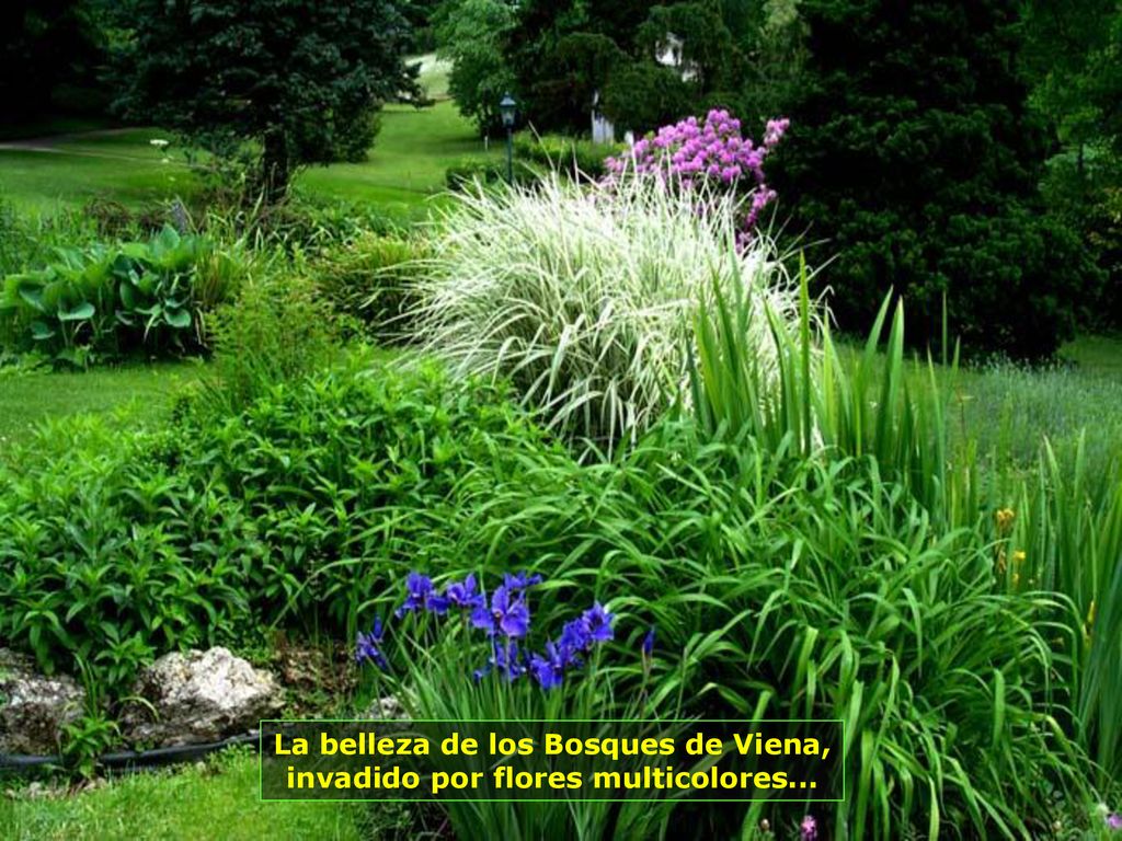La belleza de los Bosques de Viena, invadido por flores multicolores...