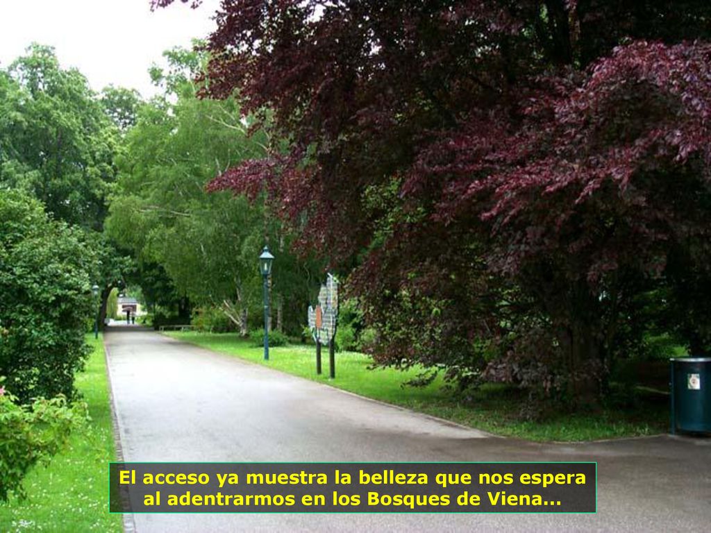 El acceso ya muestra la belleza que nos espera al adentrarmos en los Bosques de Viena...