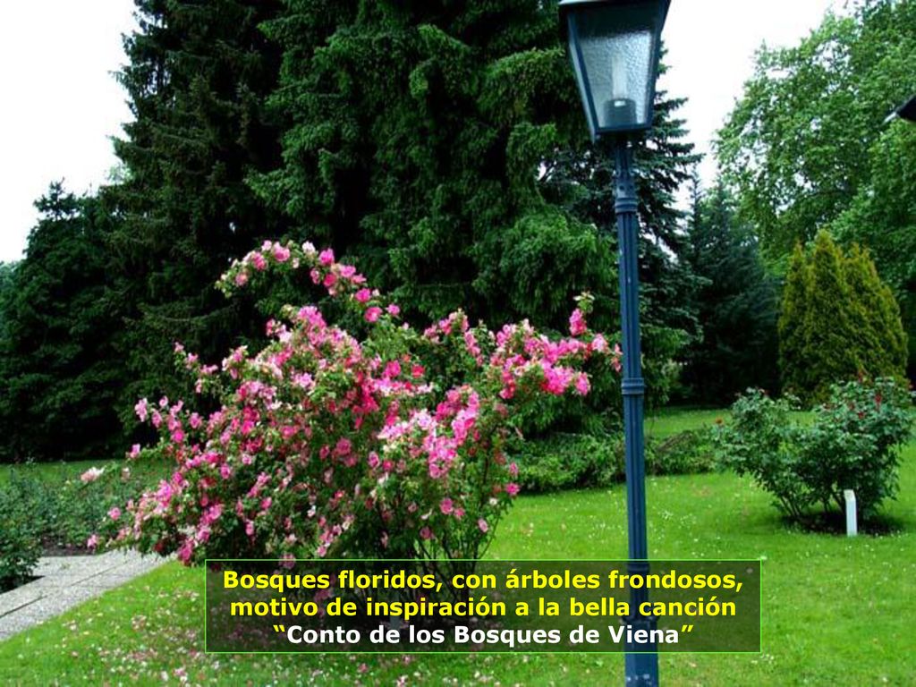 Bosques floridos, con árboles frondosos, motivo de inspiración a la bella canción Conto de los Bosques de Viena