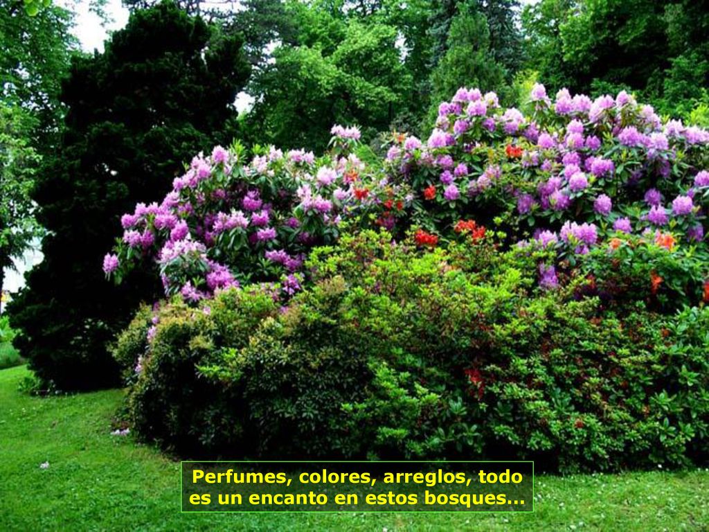 Perfumes, colores, arreglos, todo es un encanto en estos bosques...