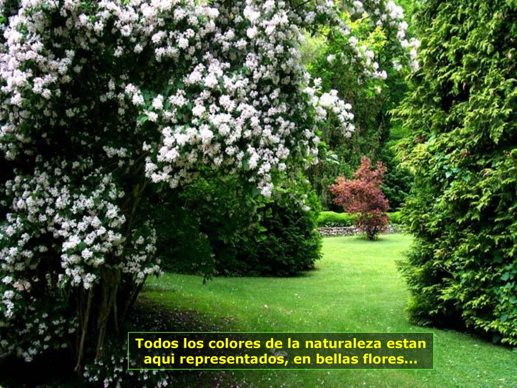 Todos los colores de la naturaleza estan aqui representados, en bellas flores...