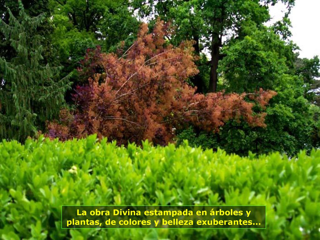 La obra Divina estampada en árboles y plantas, de colores y belleza exuberantes...