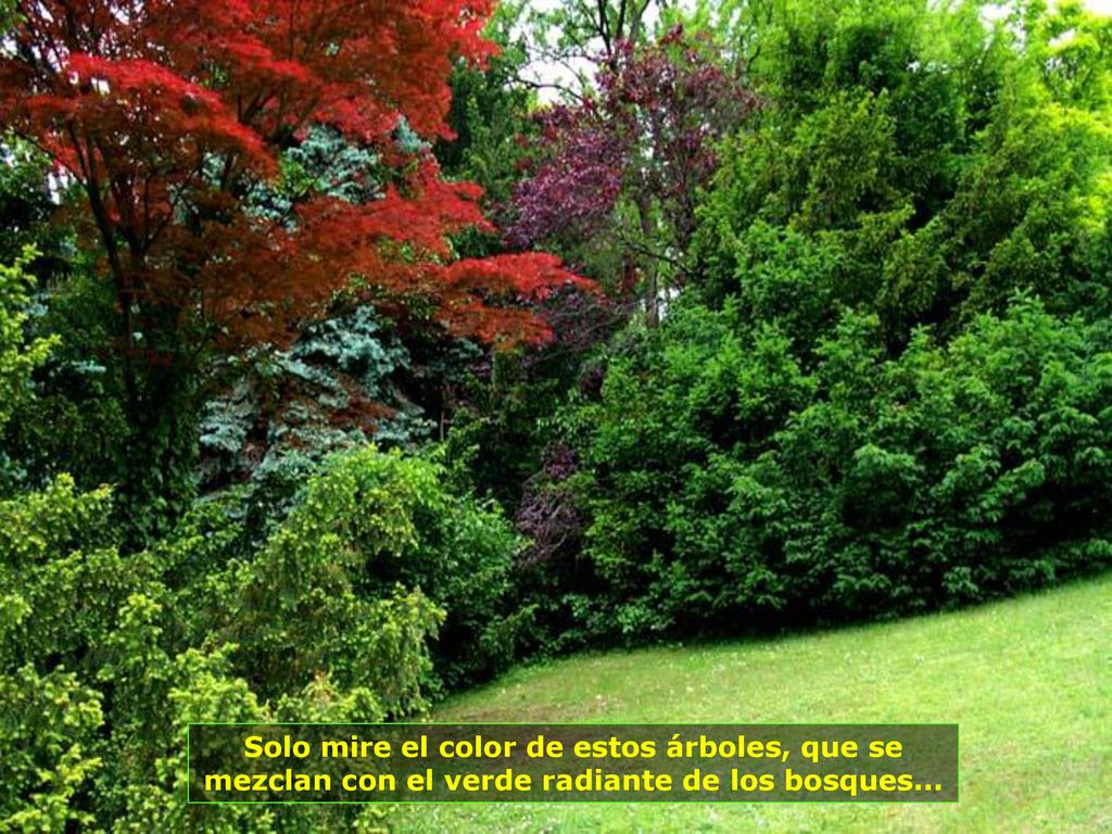 Solo mire el color de estos árboles, que se mezclan con el verde radiante de los bosques...