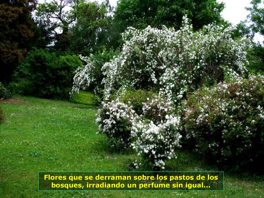Flores que se derraman sobre los pastos de los bosques, irradiando un perfume sin igual...