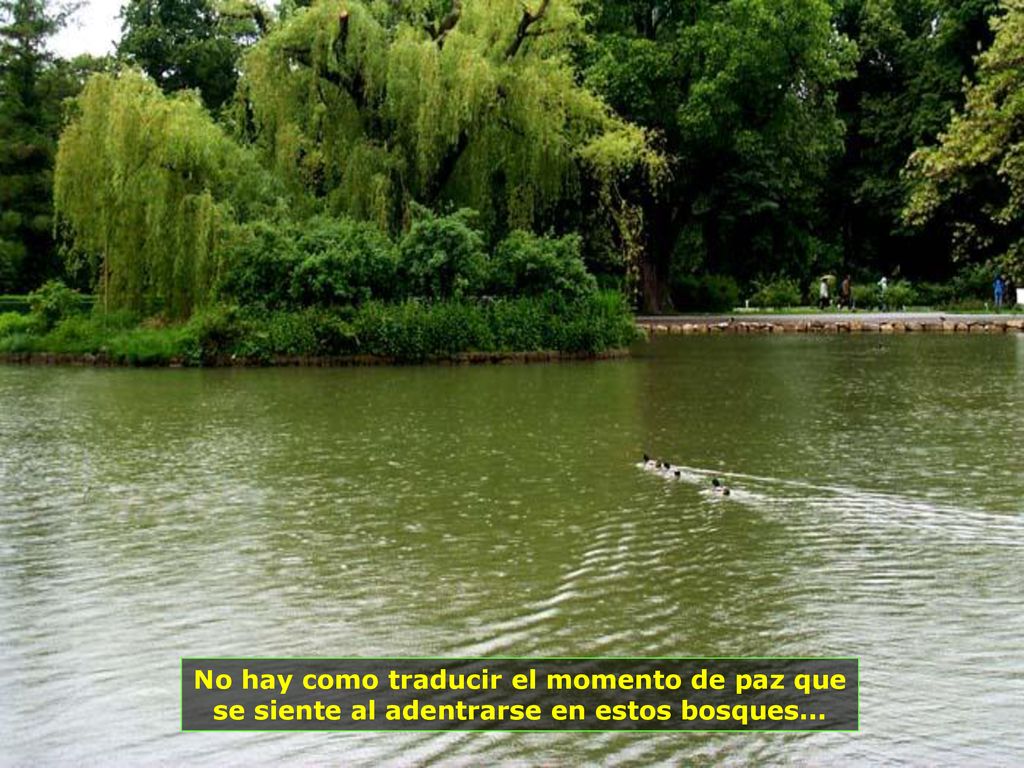No hay como traducir el momento de paz que se siente al adentrarse en estos bosques...