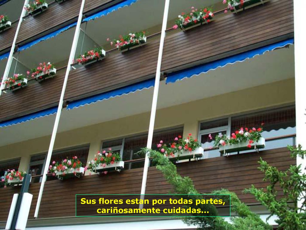 Sus flores estan por todas partes, cariñosamente cuidadas...
