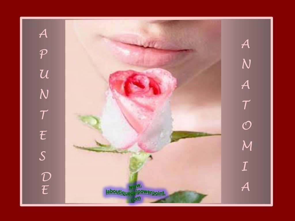 T A P U N T E S A N T O M I DE