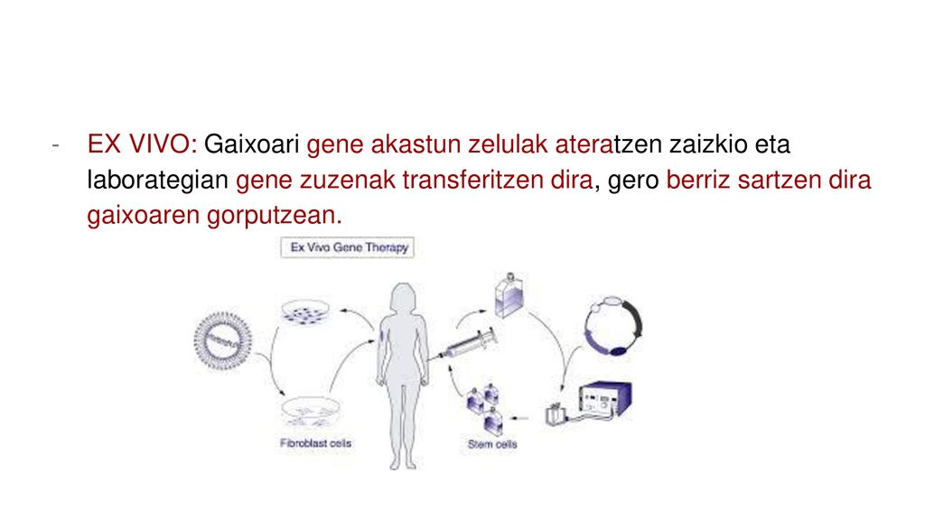EX VIVO: Gaixoari gene akastun zelulak ateratzen zaizkio eta laborategian gene zuzenak transferitzen dira, gero berriz sartzen dira gaixoaren gorputzean.