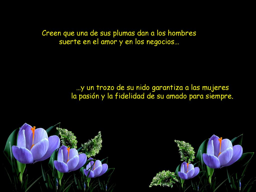 Creen que una de sus plumas dan a los hombres