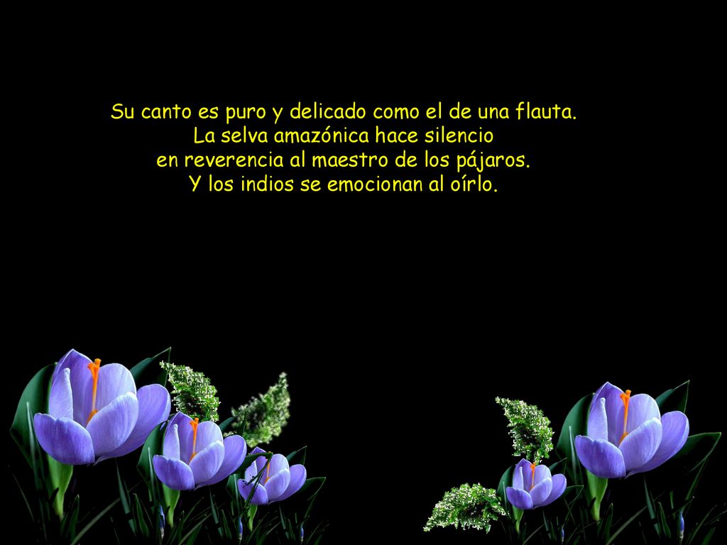 Su canto es puro y delicado como el de una flauta