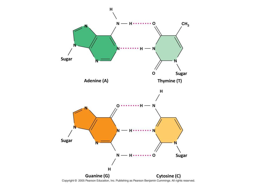 Sugar Sugar Adenine (A) Thymine (T) Sugar Sugar Guanine (G) Cytosine (C)