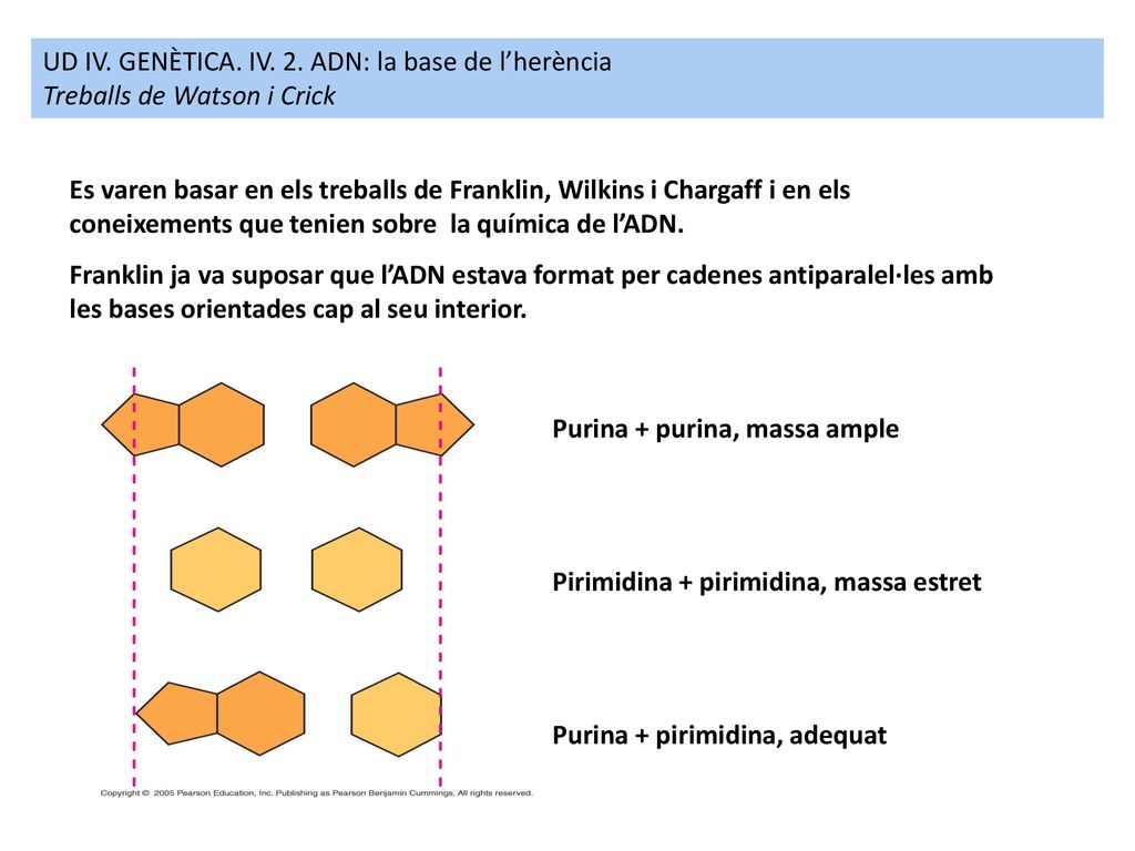 UD IV. GENÈTICA. IV. 2. ADN: la base de l’herència