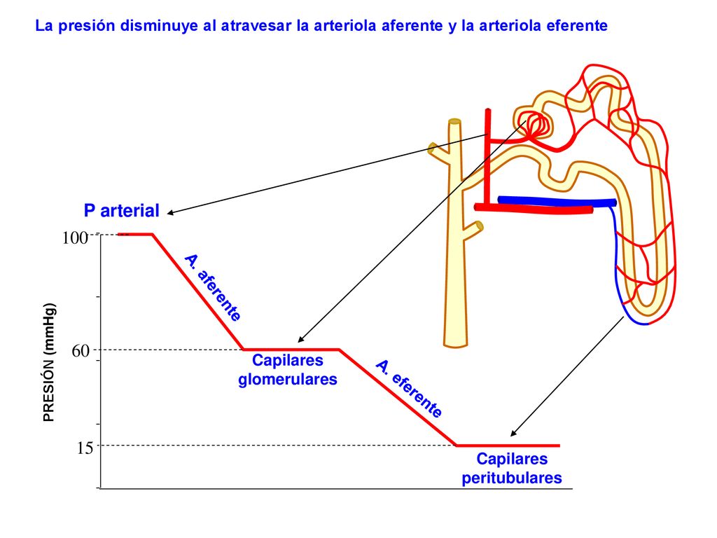 La presión disminuye al atravesar la arteriola aferente y la arteriola eferente