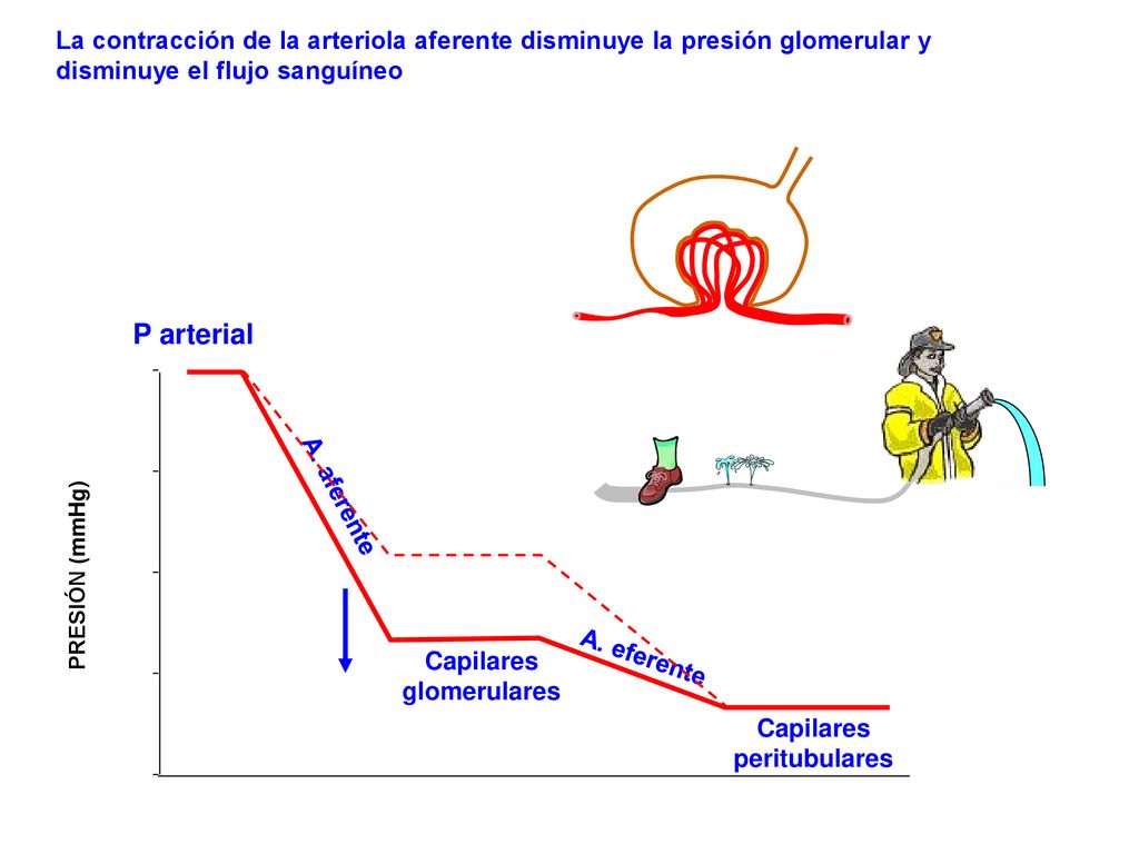 La contracción de la arteriola aferente disminuye la presión glomerular y disminuye el flujo sanguíneo