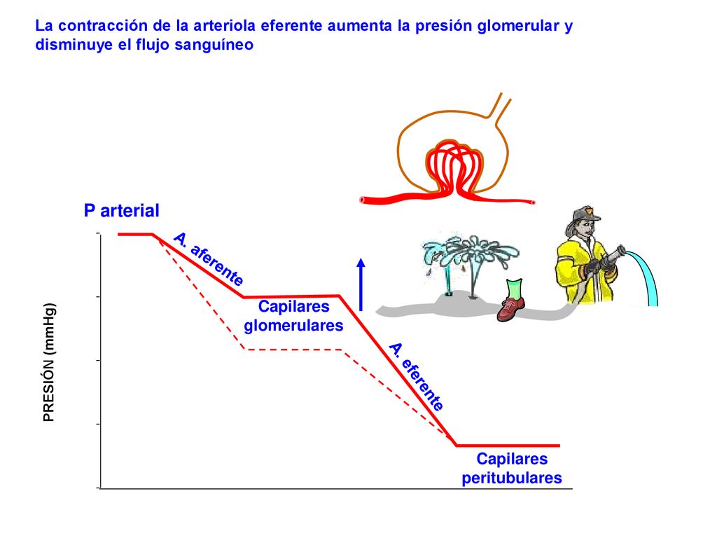 La contracción de la arteriola eferente aumenta la presión glomerular y disminuye el flujo sanguíneo