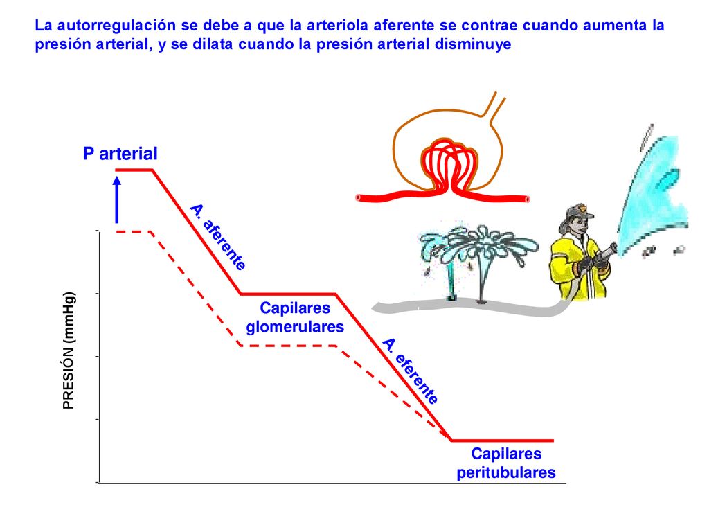 La autorregulación se debe a que la arteriola aferente se contrae cuando aumenta la presión arterial, y se dilata cuando la presión arterial disminuye