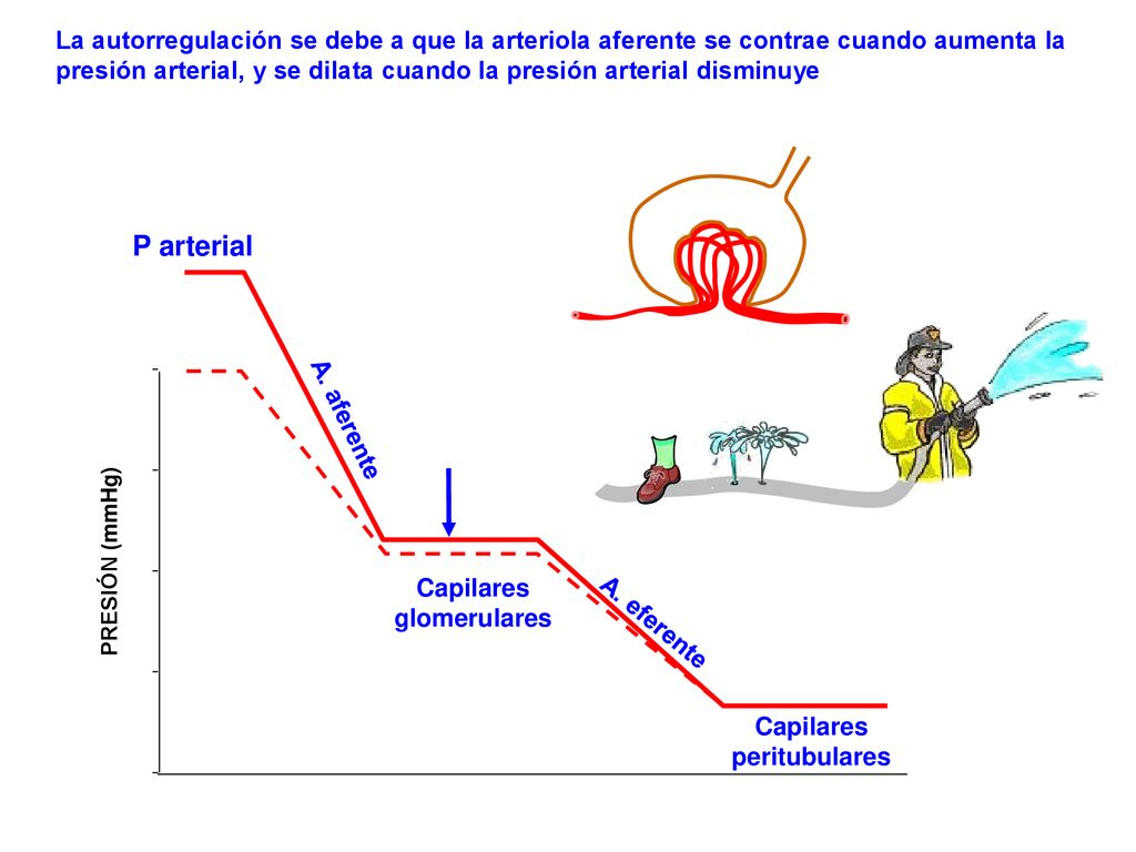 La autorregulación se debe a que la arteriola aferente se contrae cuando aumenta la presión arterial, y se dilata cuando la presión arterial disminuye