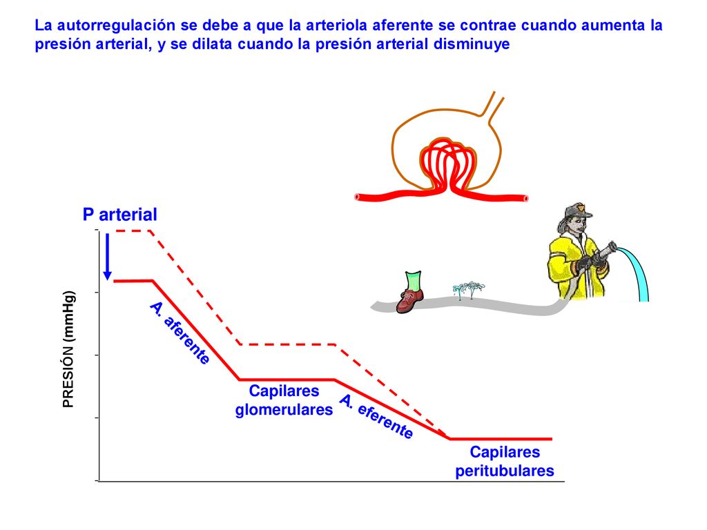 La autorregulación se debe a que la arteriola aferente se contrae cuando aumenta la presión arterial, y se dilata cuando la presión arterial disminuye