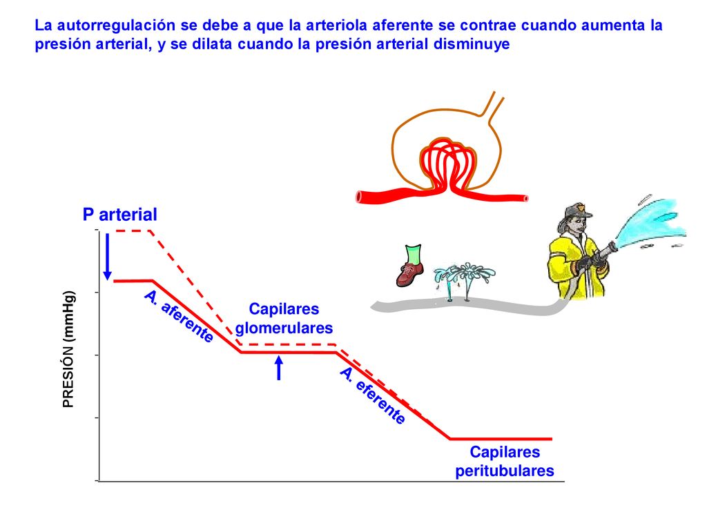 La autorregulación se debe a que la arteriola aferente se contrae cuando aumenta la presión arterial, y se dilata cuando la presión arterial disminuye