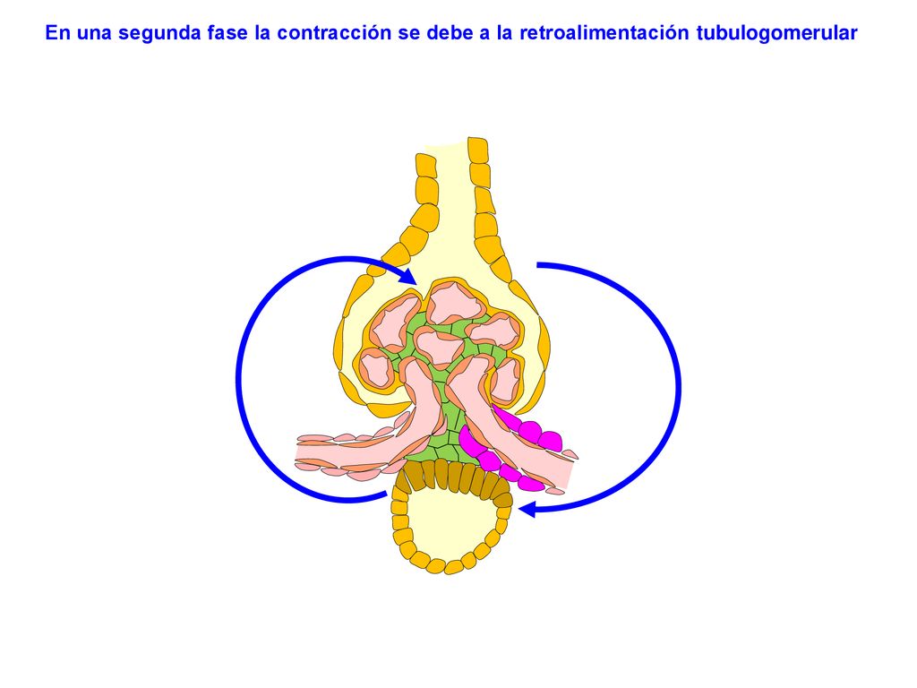 En una segunda fase la contracción se debe a la retroalimentación tubulogomerular