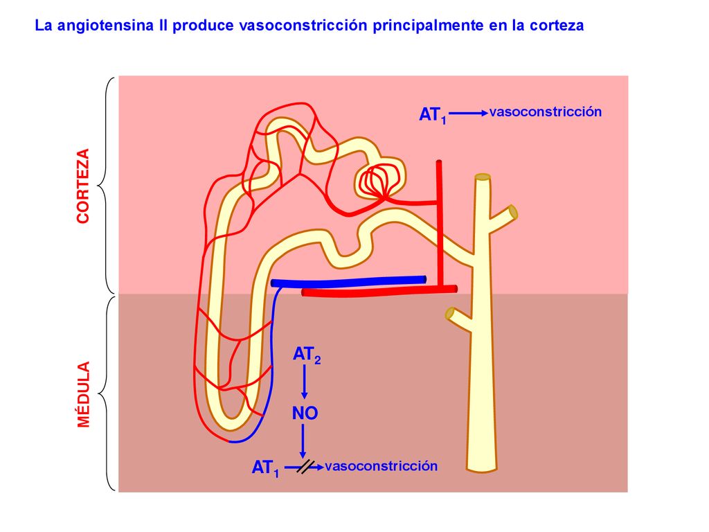 La angiotensina II produce vasoconstricción principalmente en la corteza
