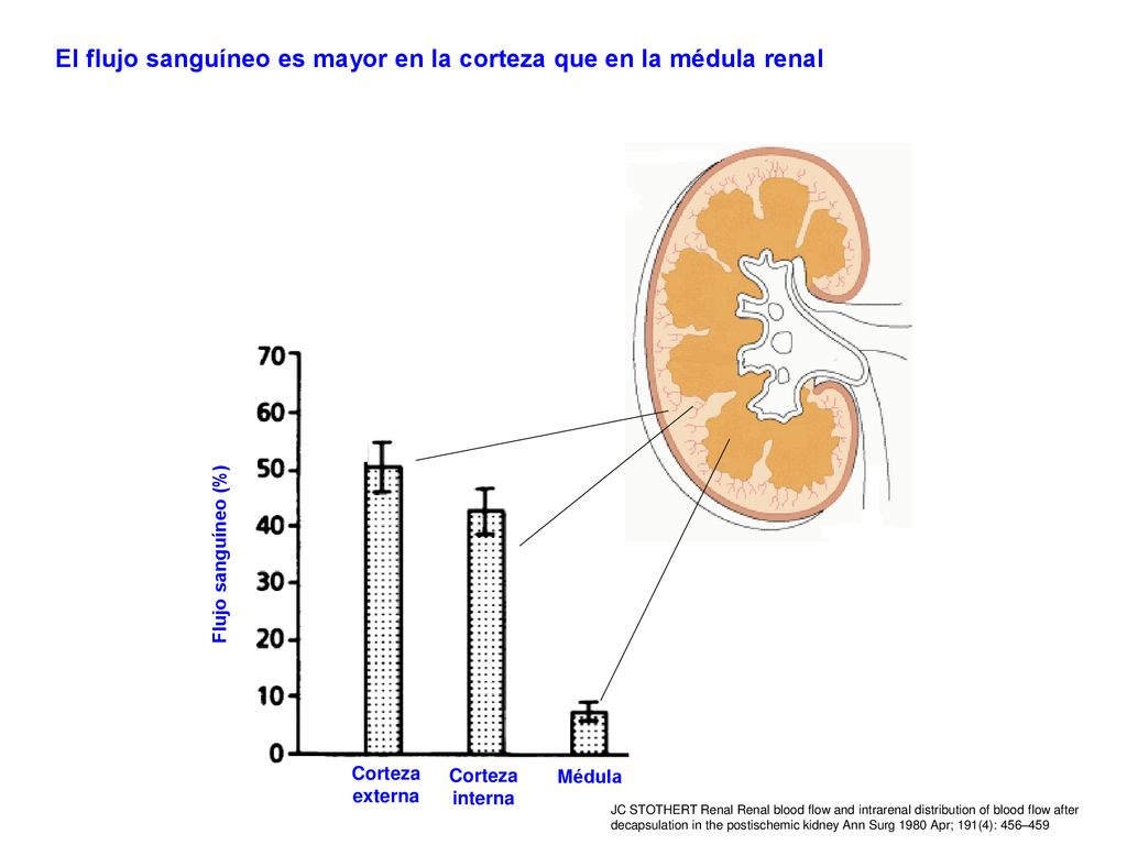 El flujo sanguíneo es mayor en la corteza que en la médula renal
