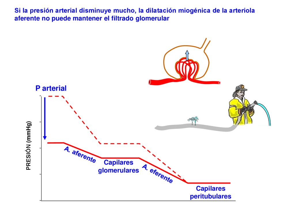 Si la presión arterial disminuye mucho, la dilatación miogénica de la arteriola aferente no puede mantener el filtrado glomerular