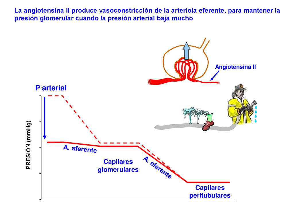 La angiotensina II produce vasoconstricción de la arteriola eferente, para mantener la presión glomerular cuando la presión arterial baja mucho