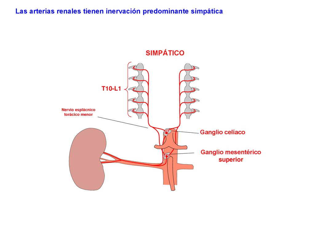 Nervio esplácnico torácico menor Ganglio mesentérico superior
