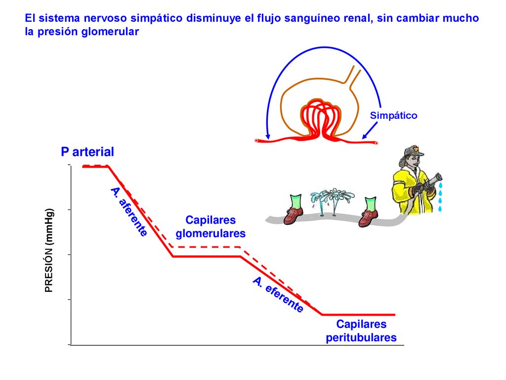 El sistema nervoso simpático disminuye el flujo sanguíneo renal, sin cambiar mucho la presión glomerular