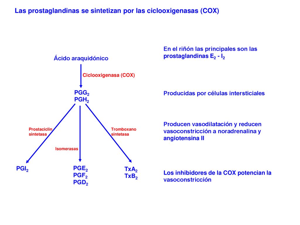 Las prostaglandinas se sintetizan por las ciclooxigenasas (COX)