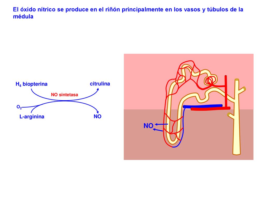 El óxido nítrico se produce en el riñón principalmente en los vasos y túbulos de la médula