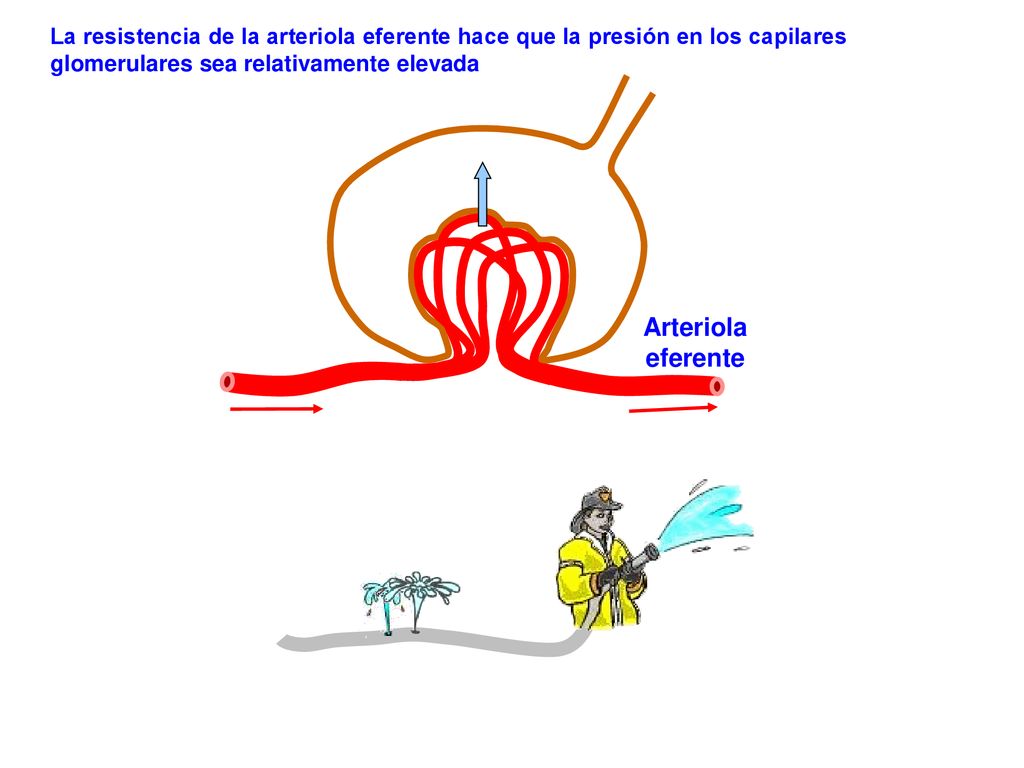 La resistencia de la arteriola eferente hace que la presión en los capilares glomerulares sea relativamente elevada