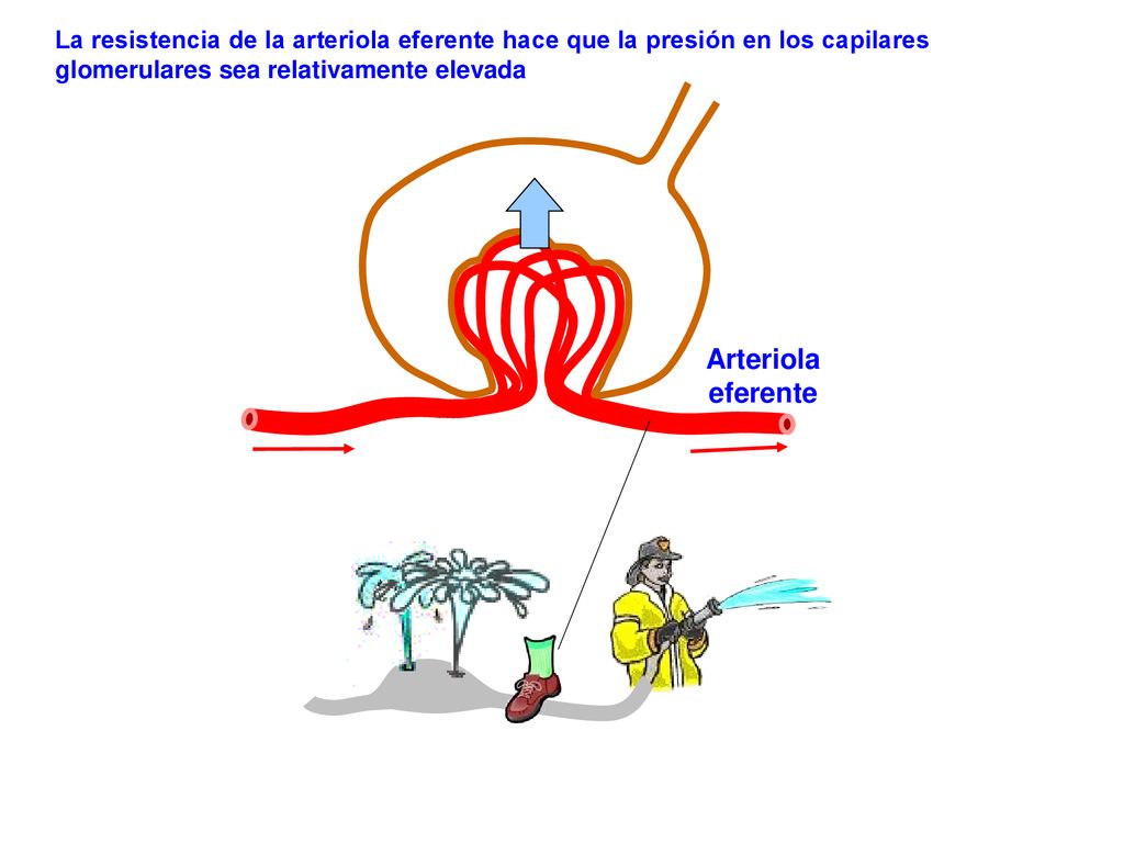 La resistencia de la arteriola eferente hace que la presión en los capilares glomerulares sea relativamente elevada
