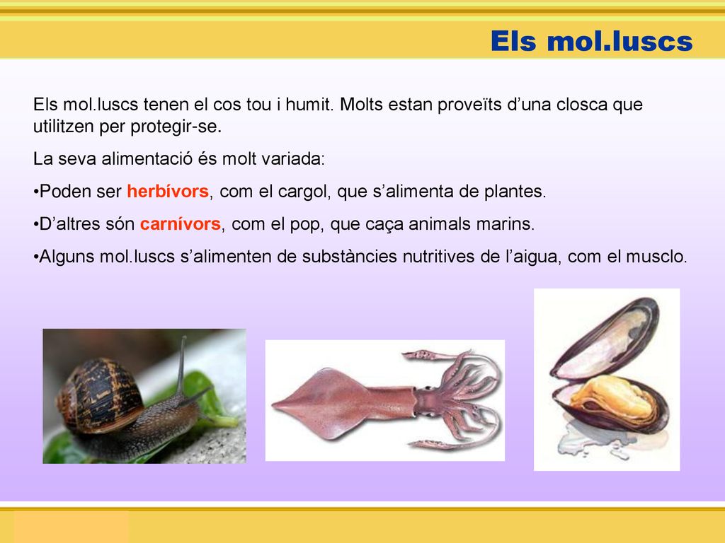 Els mol.luscs Els mol.luscs tenen el cos tou i humit. Molts estan proveïts d’una closca que utilitzen per protegir-se.