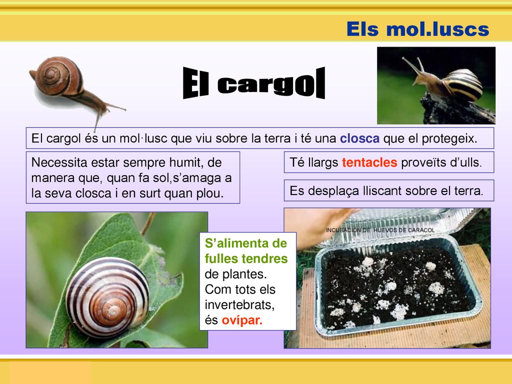 Els mol.luscs El cargol. El cargol és un mol·lusc que viu sobre la terra i té una closca que el protegeix.